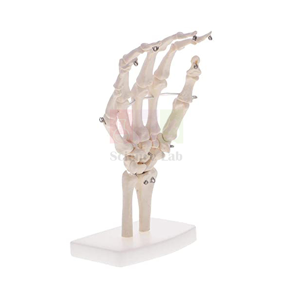 Human Hand Joint Model